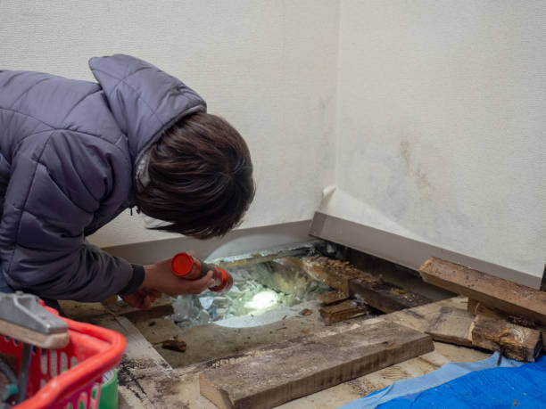Best Mold Removal for HVAC Installations  in Hlcrest, IL
