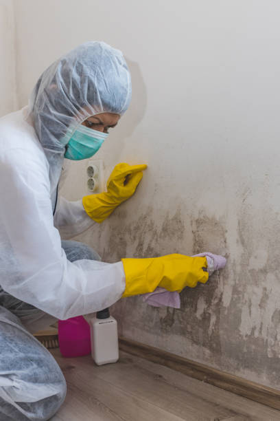  Hlcrest, IL Mold Removal Pros