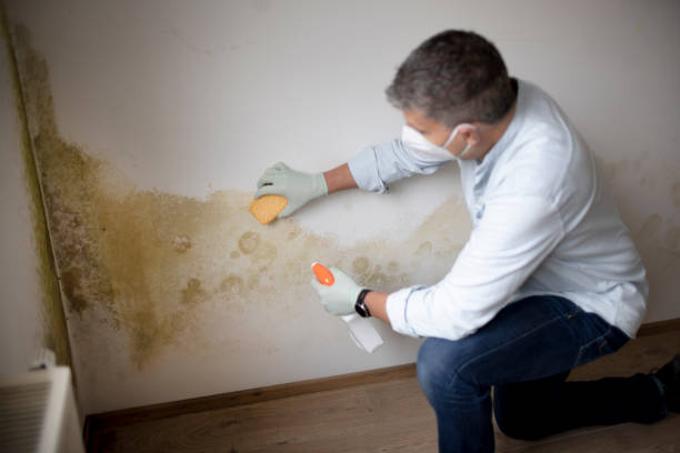 Best Mold Damage Restoration  in Hlcrest, IL