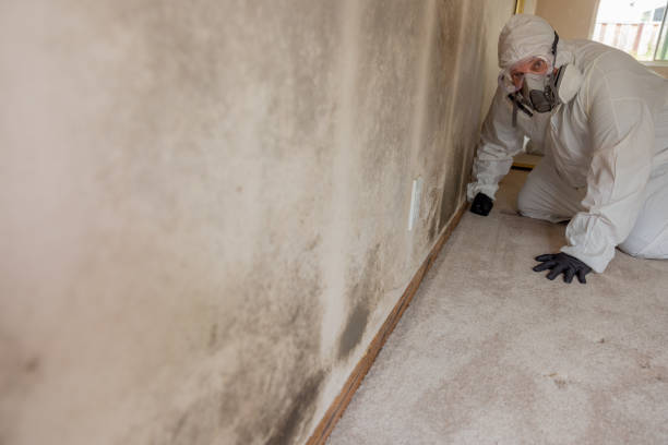 Best Mold Remediation for Healthcare Facilities  in Hlcrest, IL